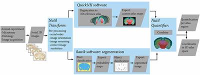 QUINT: Workflow for Quantification and Spatial Analysis of Features in Histological Images From Rodent Brain
